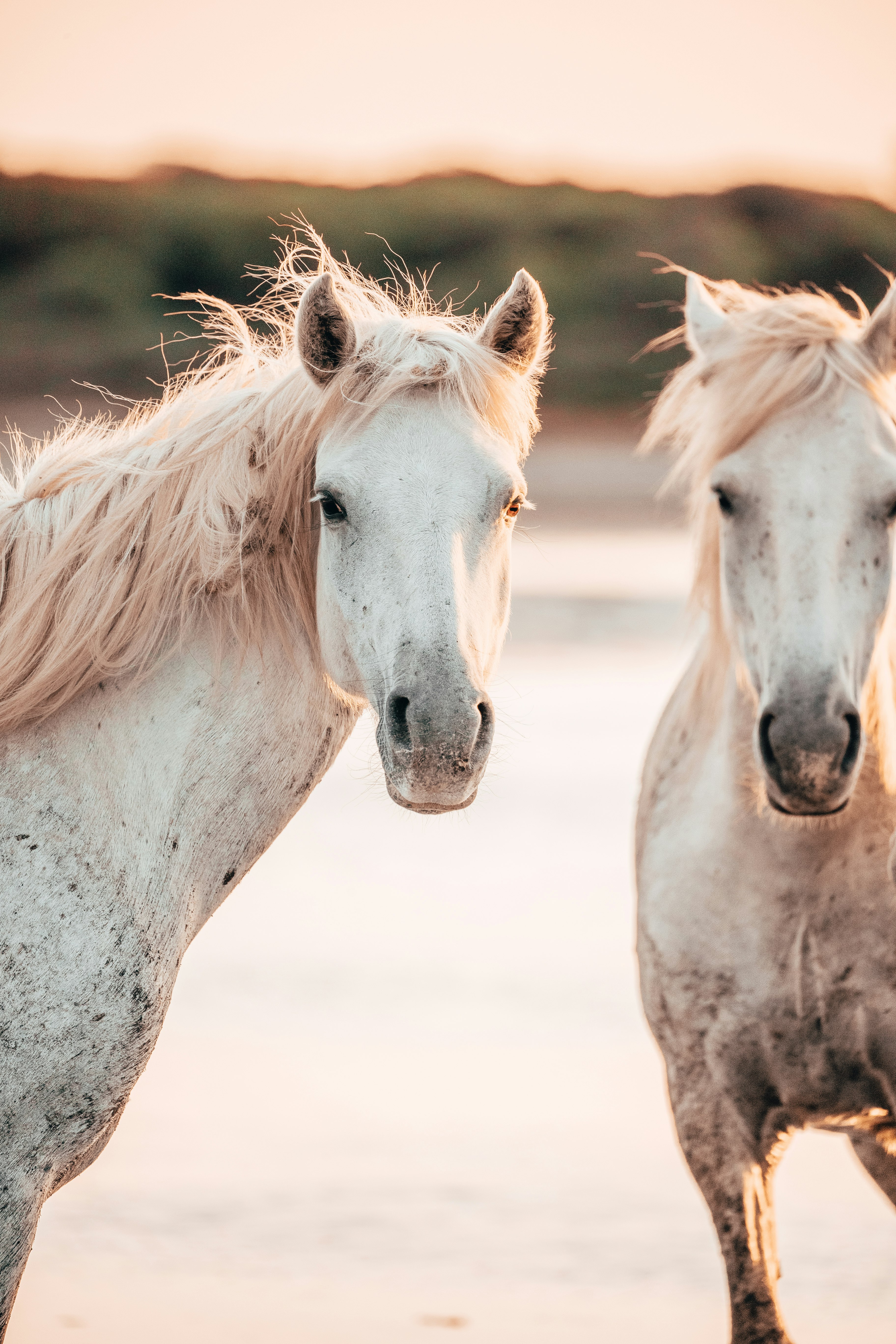 white horse on brown field during daytime